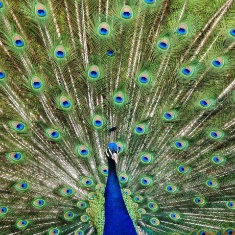 Description de mon image